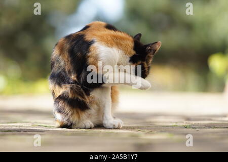 Beau chat tricolore se lave lui-même avec les pieds dans une cour ensoleillée. Banque D'Images