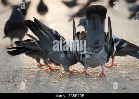 Plusieurs pigeons sont assis sur le trottoir et de manger les graines. Banque D'Images