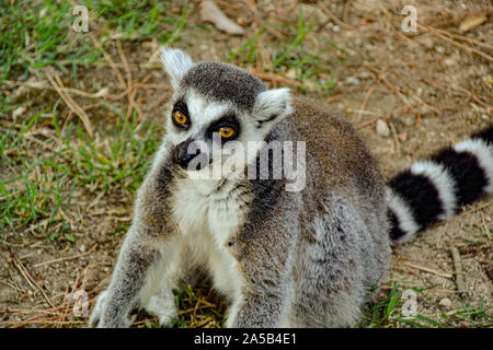 Lemuren / Zoo Punta Verde im Lemur à Lignano (Italie) / Tierpark à Lignano / Sehenswürdigkeit à Lignano (Italie) Banque D'Images