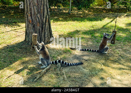 Lemuren / Zoo Punta Verde im Lemur à Lignano (Italie) / Tierpark à Lignano / Sehenswürdigkeit à Lignano (Italie) Banque D'Images