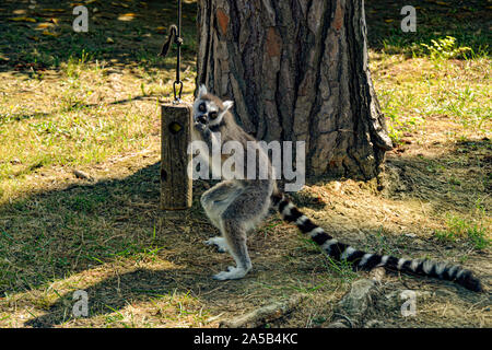 Lemuren / Zoo Punta Verde im Lemur à Lignano (Italie) / Tierpark à Lignano / Sehenswürdigkeit à Lignano (Italie) Banque D'Images