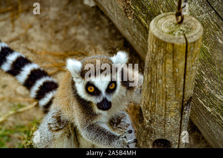 Lemuren / Zoo Punta Verde im Lemur à Lignano (Italie) / Tierpark à Lignano / Sehenswürdigkeit à Lignano (Italie) Banque D'Images