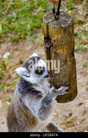 Lemuren / Zoo Punta Verde im Lemur à Lignano (Italie) / Tierpark à Lignano / Sehenswürdigkeit à Lignano (Italie) Banque D'Images