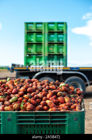 Des tomates pour la mise en conserve. Les terres agricoles et les caisses de tomates. Les tomates récoltées. Banque D'Images