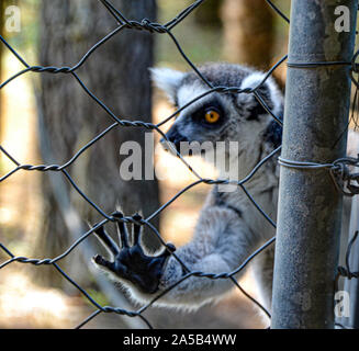 Lemuren / Zoo Punta Verde im Lemur à Lignano (Italie) / Tierpark à Lignano / Sehenswürdigkeit à Lignano (Italie) Banque D'Images