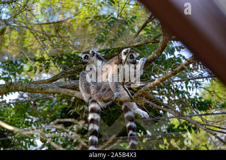 Lemuren / Zoo Punta Verde im Lemur à Lignano (Italie) / Tierpark à Lignano / Sehenswürdigkeit à Lignano (Italie) Banque D'Images