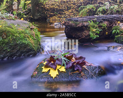 Toujours dans l'eau de fleurs d'automne. Les tiges et les feuilles sur l'épave en pierre de basalte dans blurred rapides de ruisseau de montagne. Des bulles dans l'eau sombre Shinning Banque D'Images