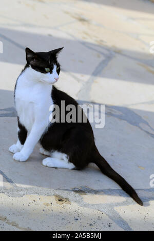 Cute cat sauvage photographié dans l'île de Chypre. Fluffy, le Furry animal. Ce chat a beau noir et blanc manteau qui a l'air super doux. Banque D'Images