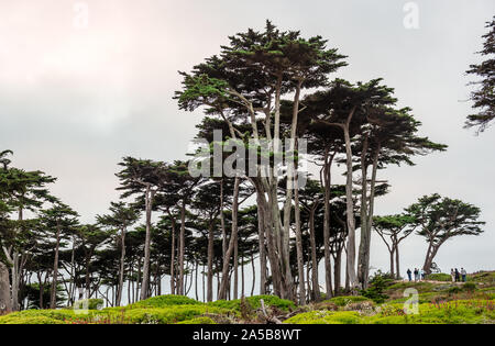 Les personnes non identifiées marchent dans une plantation de cyprès. Land'S End, San Francisco, Californie, Juillet 2015. Banque D'Images