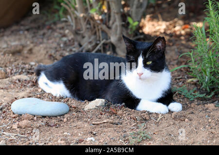 Cute wild cat-borgne photographié dans l'île de Chypre. Fluffy, le Furry animal. Ce chat a beau noir et blanc manteau qui a l'air super doux. Banque D'Images