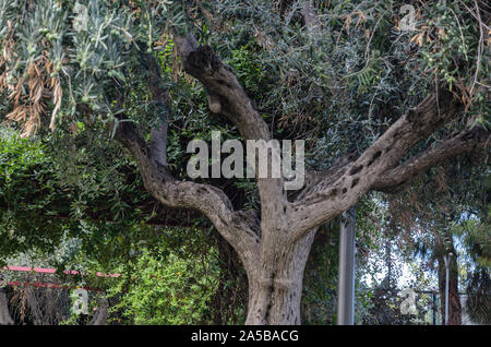 Madrid, Espagne, 22 septembre 2019. Vue d'un arbre dans un parc clos de Chamberi trimestre, la ville de Madrid, Espagne. Credit : Enrique Davó Banque D'Images