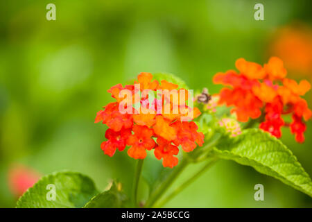 Lantana camara fleurs du jardin Banque D'Images