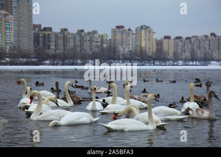 Kiev, Ukraine - le 9 février 2018 : cygnes en ville. Cygnes blancs flottant dans la rivière froide d'hiver dans une grande ville. Quai de la rivière Dniepr à Kiev Banque D'Images