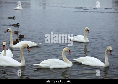 Kiev, Ukraine - le 9 février 2018 : cygnes en ville. Cygnes blancs flottant dans la rivière froide d'hiver dans une grande ville. Quai de la rivière Dniepr à Kiev Banque D'Images