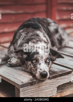 Bordure collie chien bleu merle couché paresseux sur palette bois bleu yeux Banque D'Images