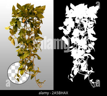 Ivy avec un feuillage luxuriant. Plante d'escalade en automne isolée sur fond transparent via un canal alpha. Coupez les feuilles de vignes sauvages. Banque D'Images
