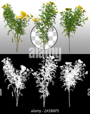 Couper les fleurs sauvages isolées sur fond transparent via un canal alpha. Fleurs jaunes avec feuillage vert. Masque d'écrêtage de haute qualité. Banque D'Images