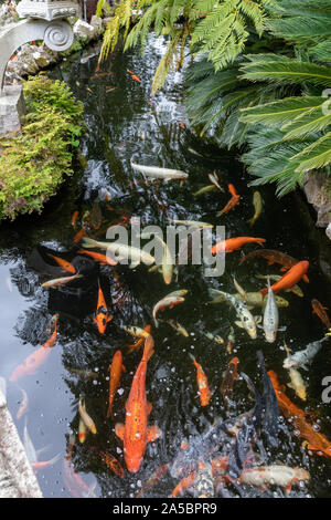 Koi de poissons nager dans l'une des piscines dans le jardin japonais, le Jardin Tropical Monte Palace, Funchal, Madère, Portugal Banque D'Images