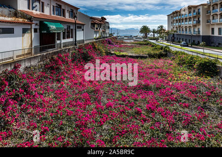 Des fleurs colorées qui mènent à la promenade à Santa Cruz, Madeira, Portugal Banque D'Images