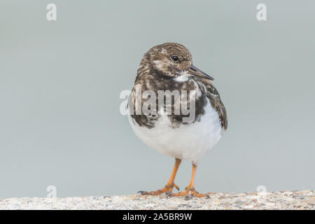 Tournepierre à collier Arenaria interpres debout sur une digue norfolk uk Banque D'Images