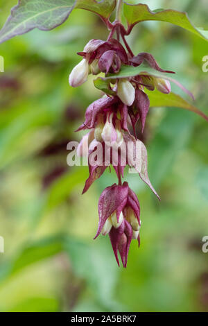 Close up fleurs sur un chèvrefeuille de l'himalaya Leycesteria formosa (arbre) Banque D'Images