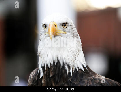 Selhurst Park, Londres, UK. 19 Oct, 2019. Premier League anglaise de football, le Palais de Cristal contre Manchester City ; Crystal Palace Mascot Eagle Kayla regarde sur - strictement usage éditorial uniquement. Pas d'utilisation non autorisée avec l'audio, vidéo, données, listes de luminaire, club ou la Ligue de logos ou services 'live'. En ligne De-match utilisation limitée à 120 images, aucune émulation. Aucune utilisation de pari, de jeux ou d'un club ou la ligue/player Crédit : publications Plus Sport Action/Alamy Live News Banque D'Images