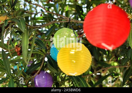 Lanternes rondes de couleur accrochée à un arbre dans le jardin Banque D'Images