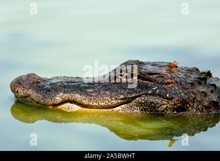 Un petit fanion Halloween libellule se déplace sur la tête d'un alligator dans l'eau d'algues bleues turquoise au cours de la sécheresse de Fakahatchee Strand, Floride Banque D'Images