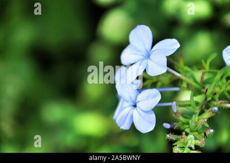 Beau bleu Plumbago Auriculata fleurs du jardin Banque D'Images