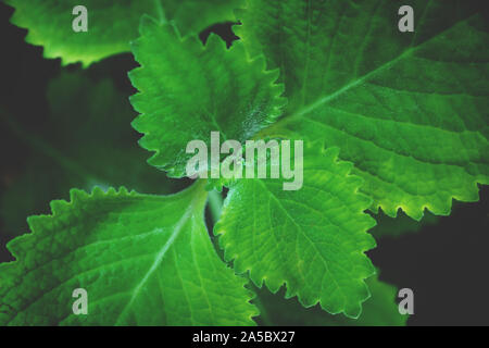 Plectranthus amboinicus , bourrache indien ou mexicain à la menthe menthe origan saveur dans un jardin éclairé par la lumière du soleil Banque D'Images