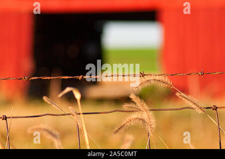 Un close-up de barbelés rouillés avec un flou mais reconnaissables grange rouge à l'arrière-plan. Banque D'Images