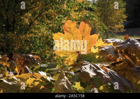 Paysage d'automne et les feuilles colorées fabuleusement Banque D'Images