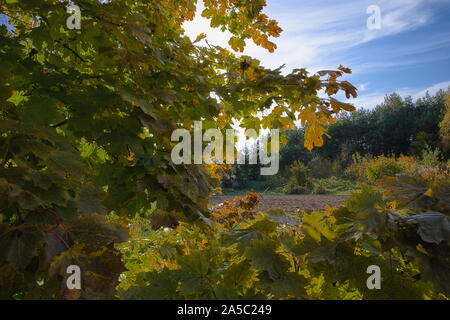 Paysage d'automne et les feuilles colorées fabuleusement Banque D'Images