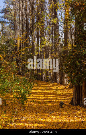 Voir la scène colorée de l'automne à la ferme en Patagonie, Argentine Banque D'Images