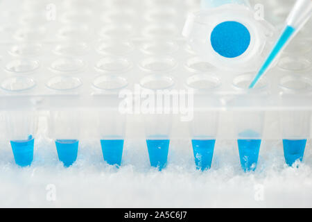 Le tube en plastique, pointe de pipette rempli de mélange réactif bleu en plastique jetables et puits. Les outils professionnels pour amplifier l'ADN de l'information génétique Banque D'Images