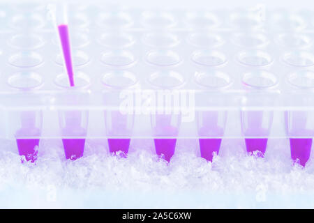 Le tube en plastique, pointe de pipette en plastique rempli de puits et de pourpre mélange réactionnel. Les outils professionnels pour amplifier l'ADN pour l'analyse génétique. Une science Banque D'Images
