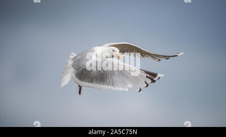 Goéland argenté (Larus argentatus), volant et vous regarde avec un ciel bleu en arrière-plan. Sweden. Banque D'Images