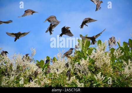 Volée d'Étourneaux sansonnets (Sturnus Vulgarus) l'atterrissage sur un buisson contre un ciel bleu ensoleillé en été au Royaume-Uni Banque D'Images