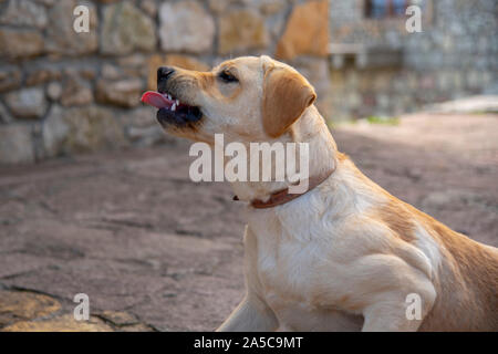 Ses crocs d'un Labrador, chiot avec sa langue traîner. Banque D'Images