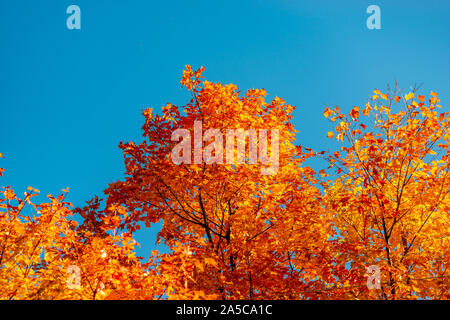 Couleurs d'automne dans les montagnes Banque D'Images