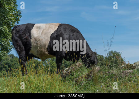 Ceinture de pâturage des vaches dans un champ à Litchfield, CT, USA avec ciel bleu et nuages en arrière-plan Banque D'Images