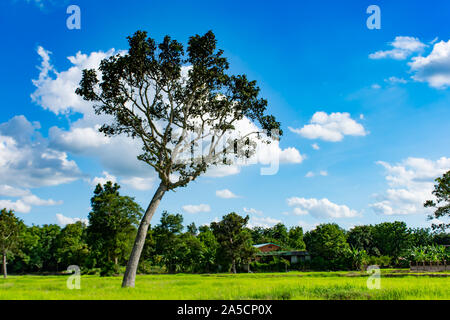 Le beau vert des rizières et des arbres. Sur le ciel clair Banque D'Images