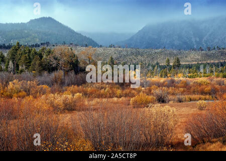 Meadow en automne South Lake Tahoe California USA Banque D'Images