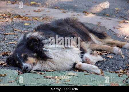 Portrait d'un chien allongé sur le sol - collie relaxing Banque D'Images