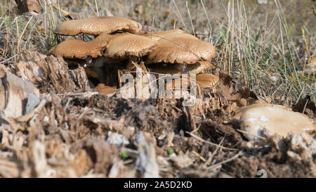 Forêt champignons poussent sur un arbre tombé une vieille souche d'arbre. Banque D'Images