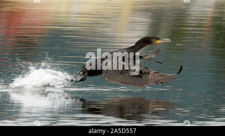 Grand cormoran Phalacrocorax carbo à l'embouchure de la rivière Jubia Galice Espagne Banque D'Images