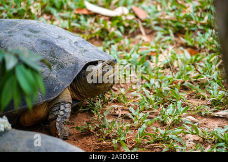 Une tortue sauvage ancienne close up dans le zoo à Phu Quoc, Vietnam Banque D'Images