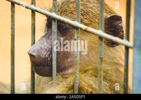 Un singe sauvage derrière la clôture dans le zoo. Banque D'Images