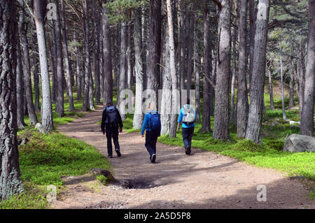 Trois randonneurs Randonnée dans les bois à la montagne écossaise Corbett Conachcraig de Spittal de Glenmuick, Glen Muick, Parc National de Cairngorms, en Écosse. Banque D'Images