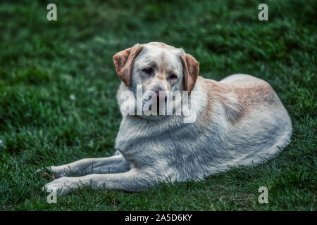 Portrait de chien golden retriever, reposant sur vert gras, de l'islande Banque D'Images